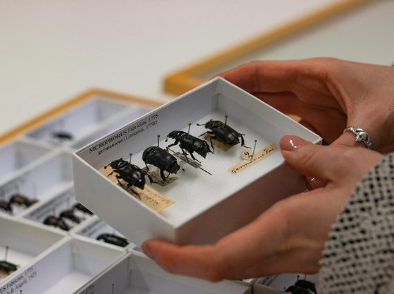 Hand holds a small box of beetles.